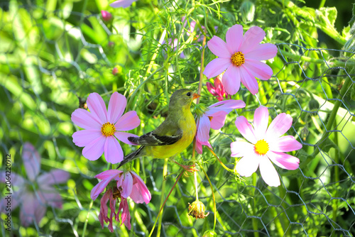 Gold finch hiding among the beautiful wildflowers. 