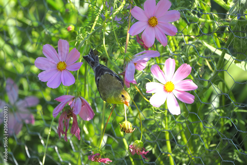 Gold finch hiding among the beautiful wildflowers. 