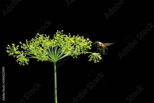 Bumble bee inflight pollenating on a dill weed plant silhouetted against black background. 