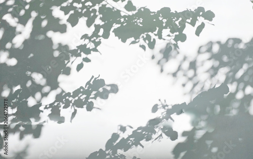 Fotografie Sunlight filtering through the trees on a white wall, soft light and shadow, bac