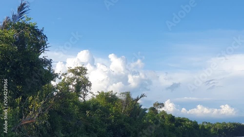 green natural scenery of trees and leaves in Indonesia