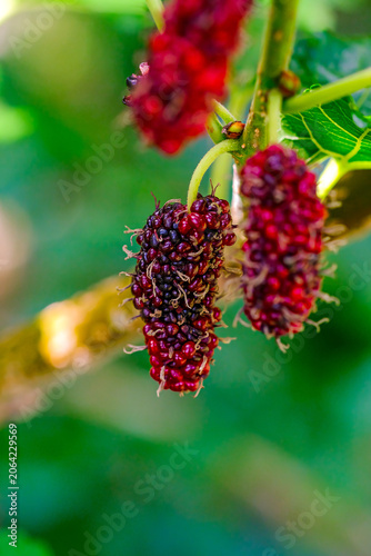 Close-up view of mulberry fruit and leaves in the orchard.