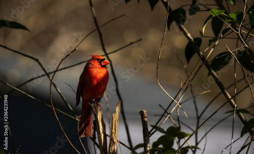 Foto Male northern cardinal songbird perched on a broken branch in Suffolk Virginia d