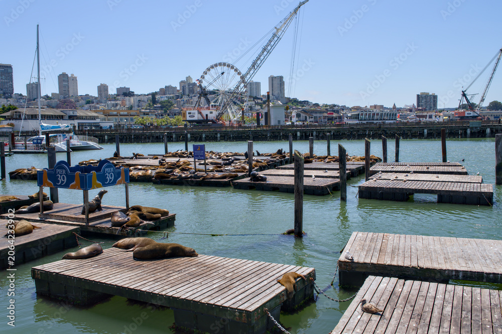 Obraz premium San Francisco California 05 Jun 2026 sea lions rest on Pier 39 docks with harbor view