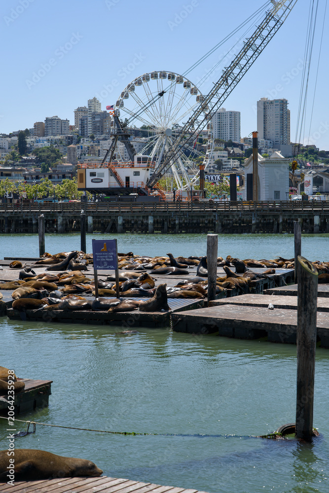 Obraz premium San Francisco California 05 Jun 2026 sea lions resting at Pier 39 waterfront