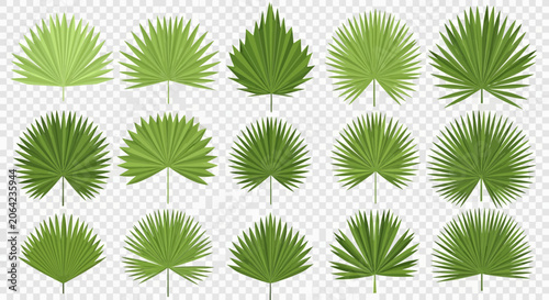 Green palm frond leaves collection on transparent background design elements