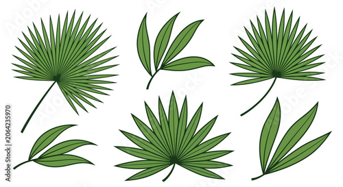 Green palm fronds collection isolated on white background for decoration