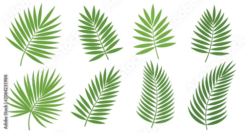 Green palm fronds collection isolated on white background for decoration