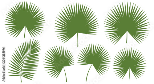 Green palm fronds collection isolated on white background for design