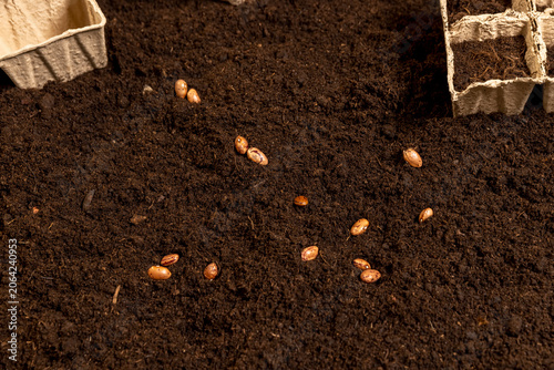 bean seeds for and filled with earth pots for seedlings with fertile brown soil, bean seeds and paper disposable cups for seedlings filled with soil mixed with humus and peat