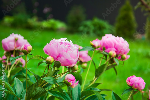 Delicate pink peonies bloom in a lush green garden on a bright spring day