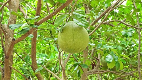 Pomelo fruit on  tree in garden