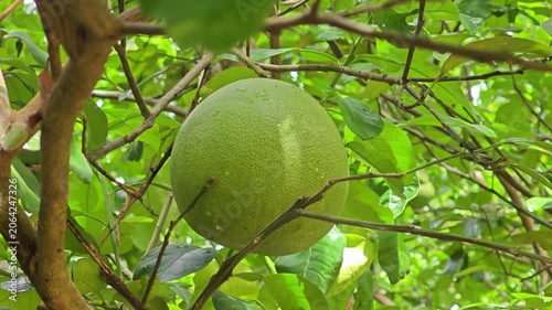 Pomelo fruit on  tree in garden