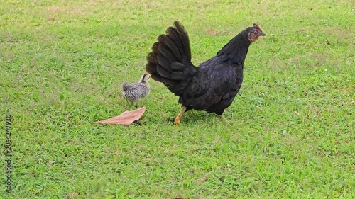 black chicken walk on green grass