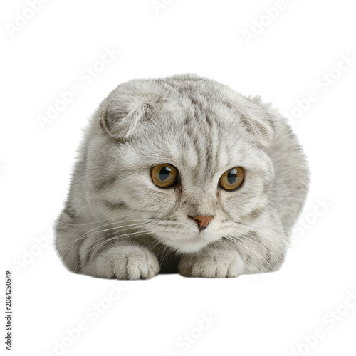 PNG of Curious gray Scottish Fold cat peering cautiously with large expressive eyes.