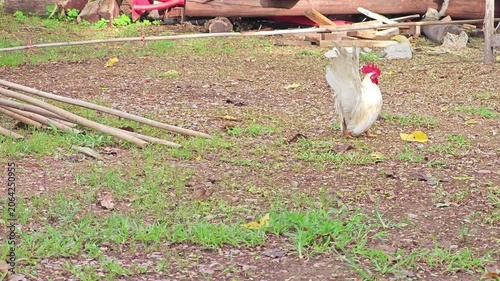  white chicken walking on green grass