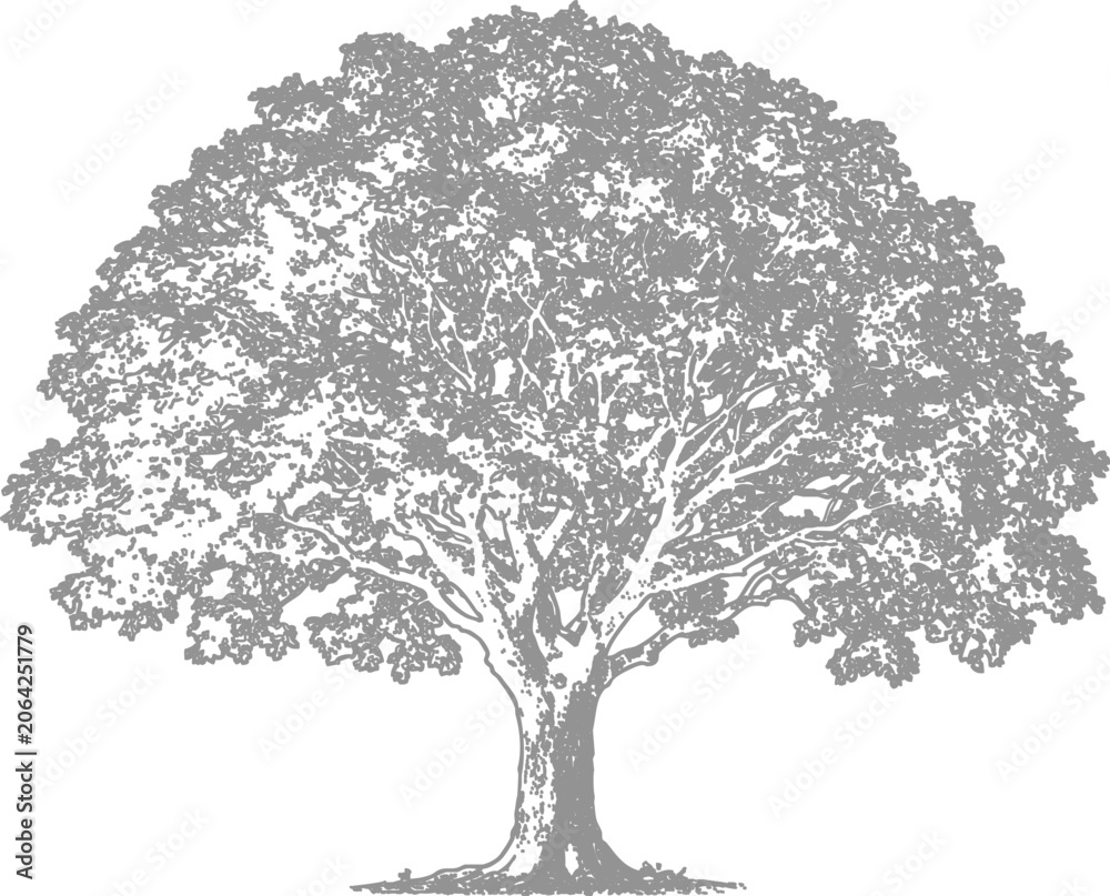 Fototapeta premium Detailed cad tree illustration vector artwork for landscape design architectural rendering