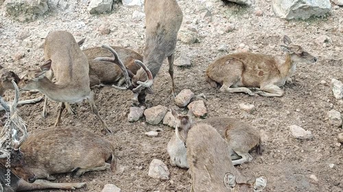 A herd of deer at the zoo.