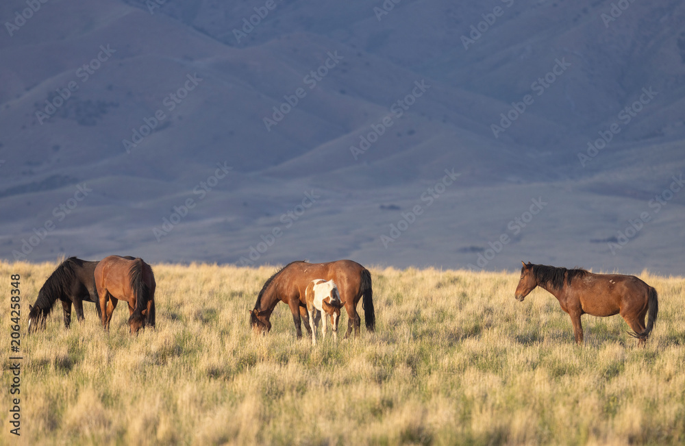 Fototapeta premium Wild Horses in the Utha Desert in Springtime