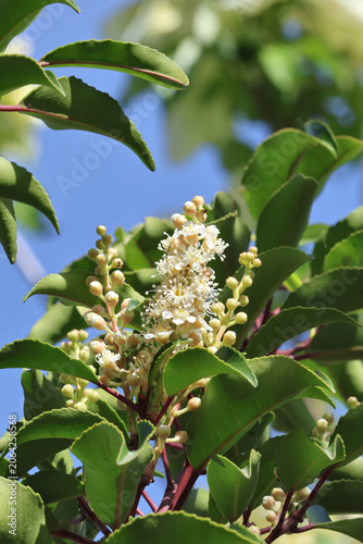 Prunus lusitanica 'Brenelia'. Foliage and flower spike of compact Portuguese Laurel with distinctive red stems and creamy white flowers. 
