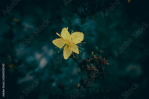 Foto A close up of a yellow St John's Wort flower on a meadow