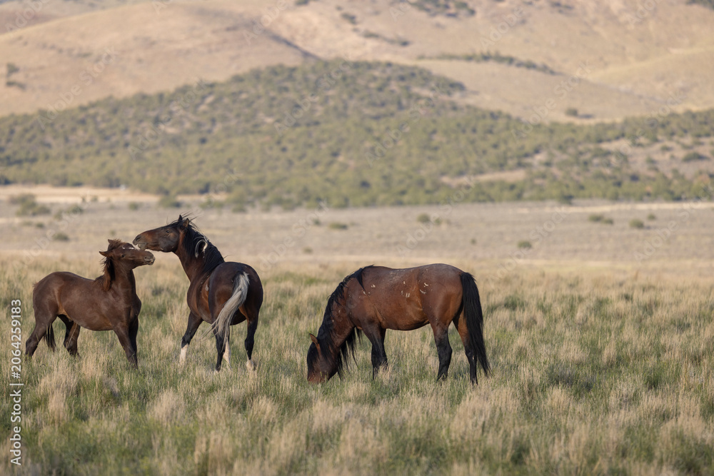 Obraz premium Wild Horses in Springtime in the Utah Desert