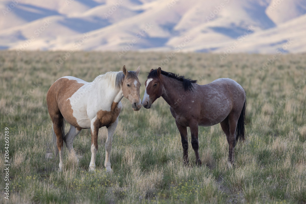 Obraz premium Wild Horses in Springtime in the Utah Desert