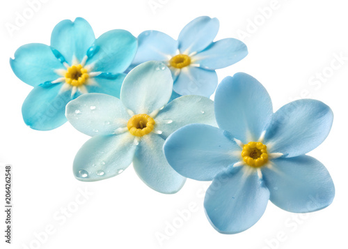 Group of blue forget-me-not flowers with water droplets on white background botanical isolated background blooming wildflower moisture delicate composition ephemeral arrangement