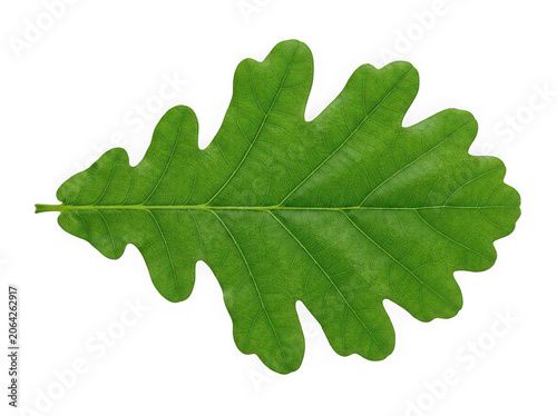 Oak leaf green foliage