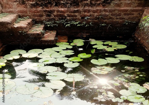 Bild auf Leinwand secret staircase and lotus leaves