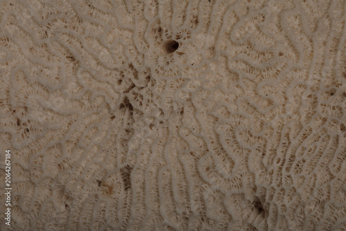 Close up detailed macro sho...