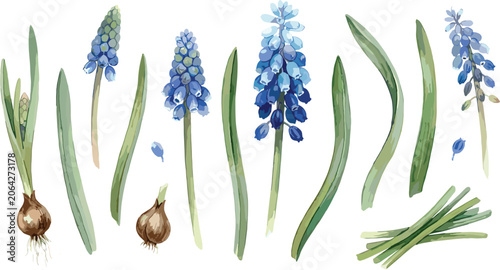 Obraz na płótnie Blue Muscari Grape Hyacinth Watercolor Flower Botanical Set with Green Leaves an