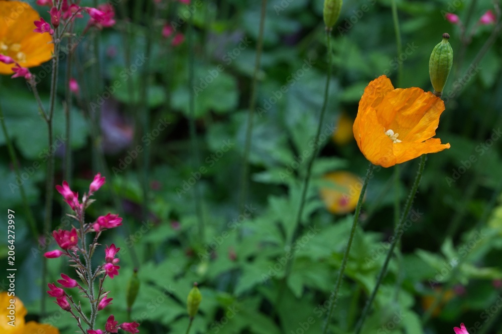 Obraz premium Focus on yellow poppy flower. Diffuse background with green leaves and flowers.