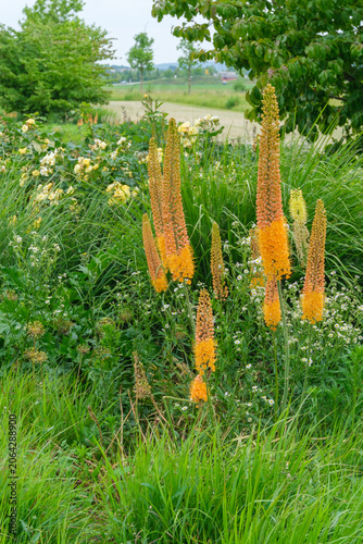 Bild auf Leinwand Eremurus Ruiter Hybride Cleopatra Vollblüte