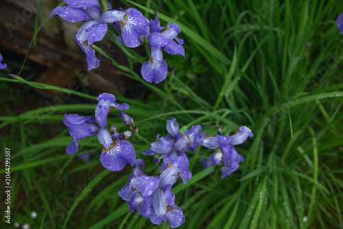 Schilderij op canvas Blue Iris Sibirica Flowers Bloom in Summer Garden