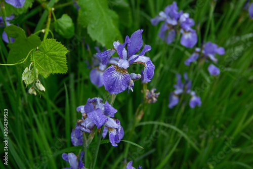 Fotografie Blue Iris Sibirica Flowers Bloom in Summer Garden