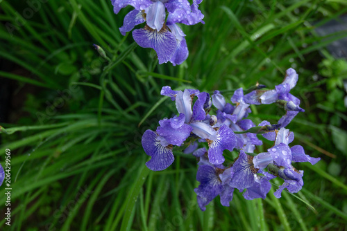 Obraz na płótnie Blue Iris Sibirica Flowers Bloom in Summer Garden