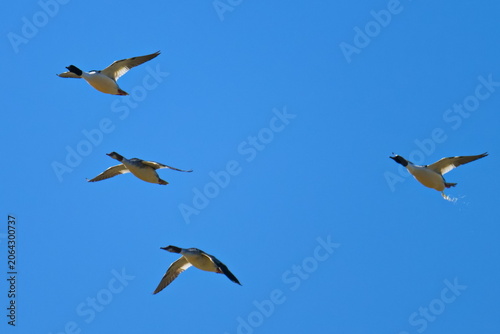 Fliegende Gänsesäger in Bayern