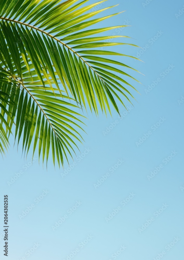 Fototapeta premium Tropical palm against clear sky.