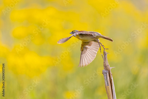 Foto 01542-01617 Dickcissel (Spiza americana) male flying from corn stalk in a field with Butterweed (Packera glabella) Marion Co