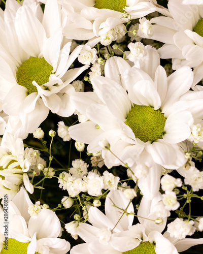 Fresh white flower bouquet with bright green center. Close up of daisy and baby breath flowers