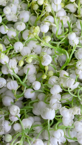 Lily of valley flowers with white bell shaped blossoms, botanical background for spring design