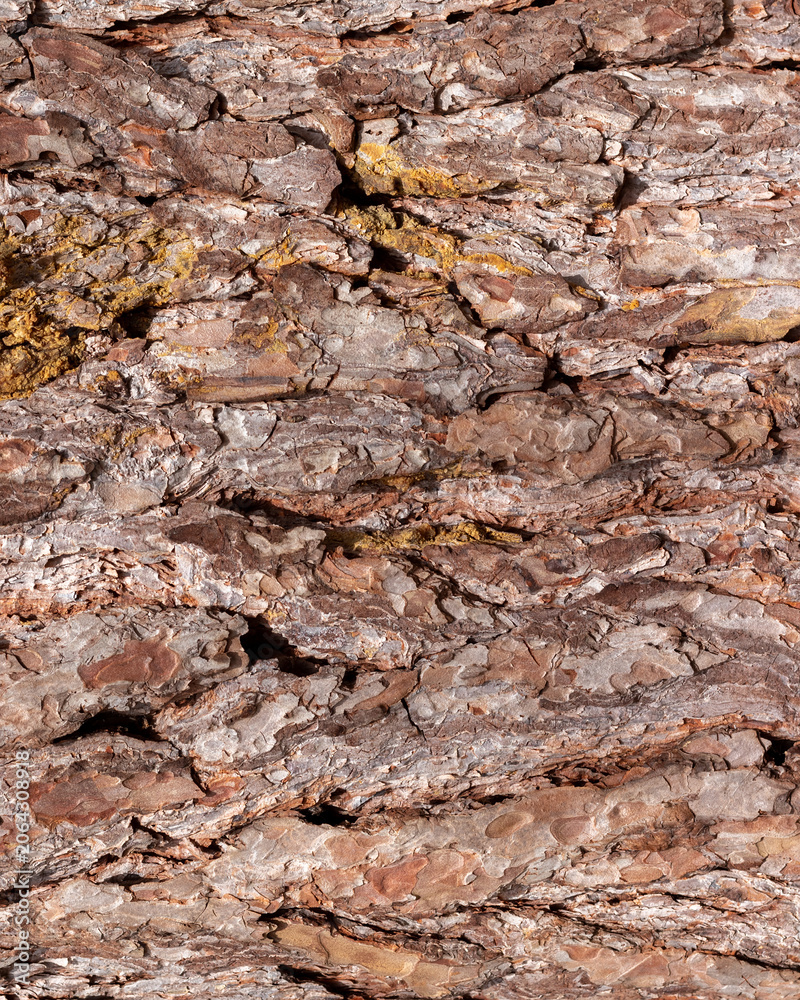 Fototapeta premium Rough textured tree bark background, close up view of pine bark pattern