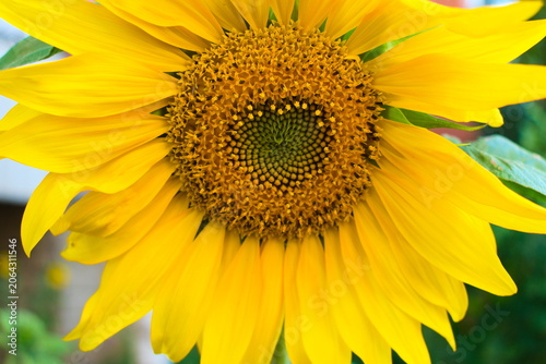 sunflower in the garden