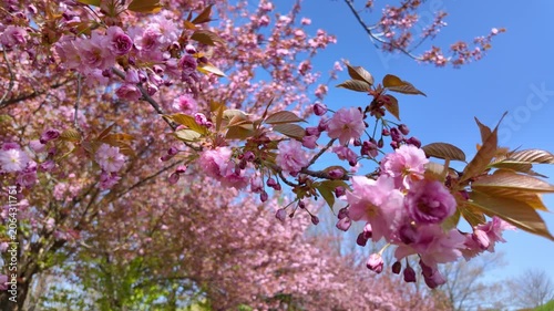 Pink Cherry Blossom Branch Blooming Under Blue Sky In Spring