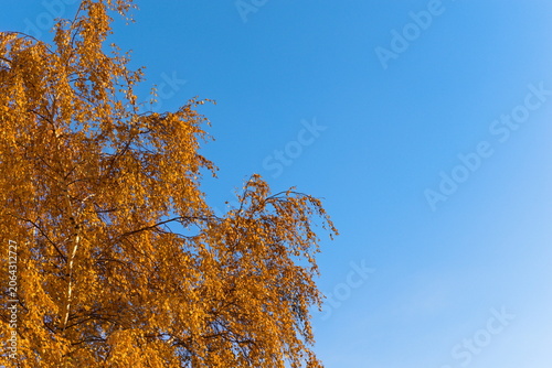 Autumn. Birch tree against a blue sky.