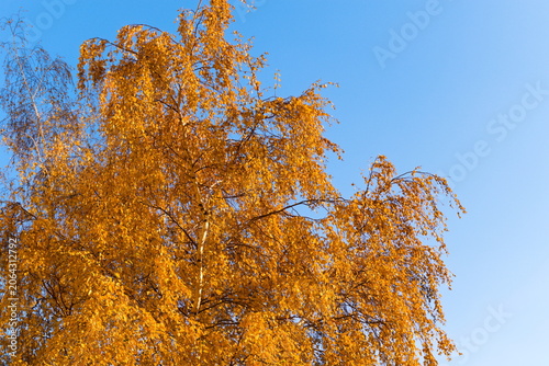 Autumn. Birch tree against a blue sky.