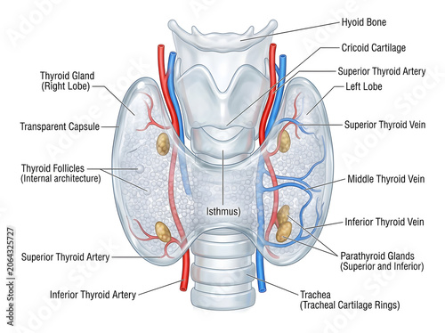 Anatomy and structure of human thyroid gland with blood vessels and parathyroid glands
