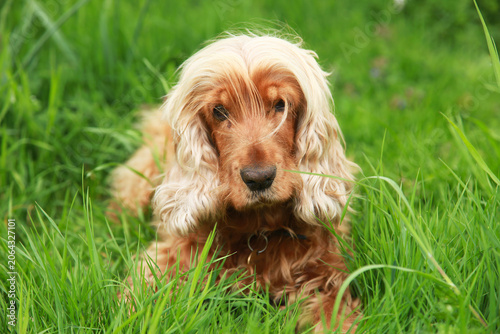 Gorgeous golden cocker spaniel in an English country garden