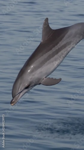 dolphin jumping out of water